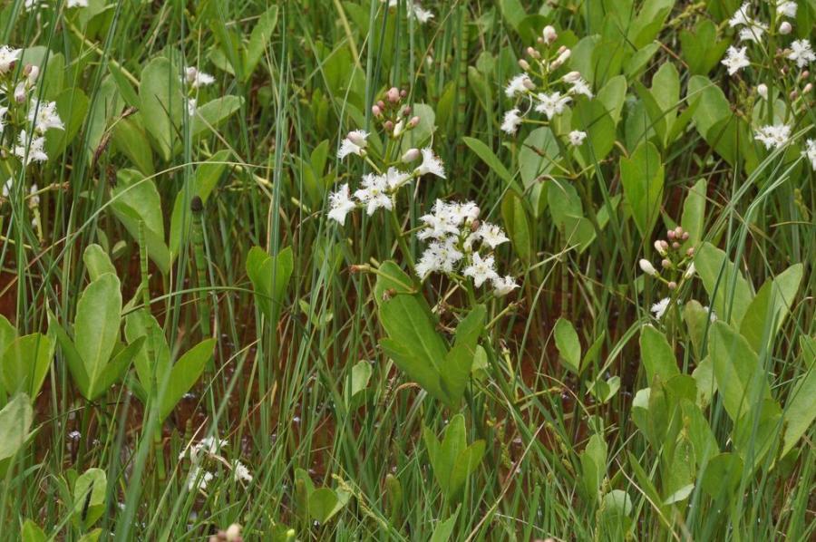 Rašeliniště Hovízna