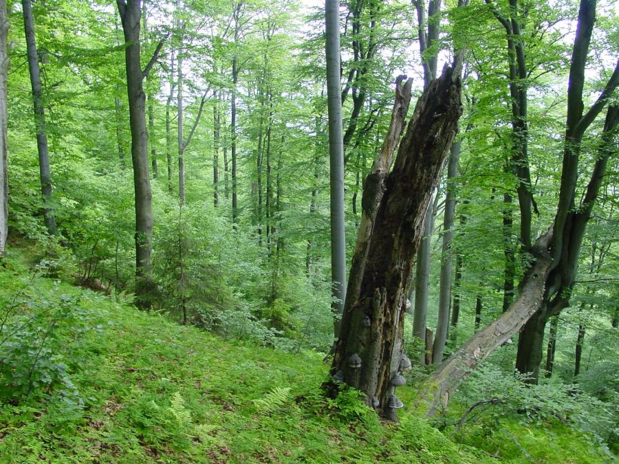Čerňavina