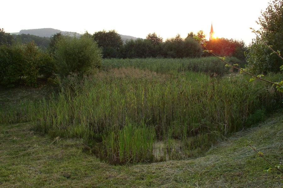 Rákosina ve Stříteži nad Bečvou