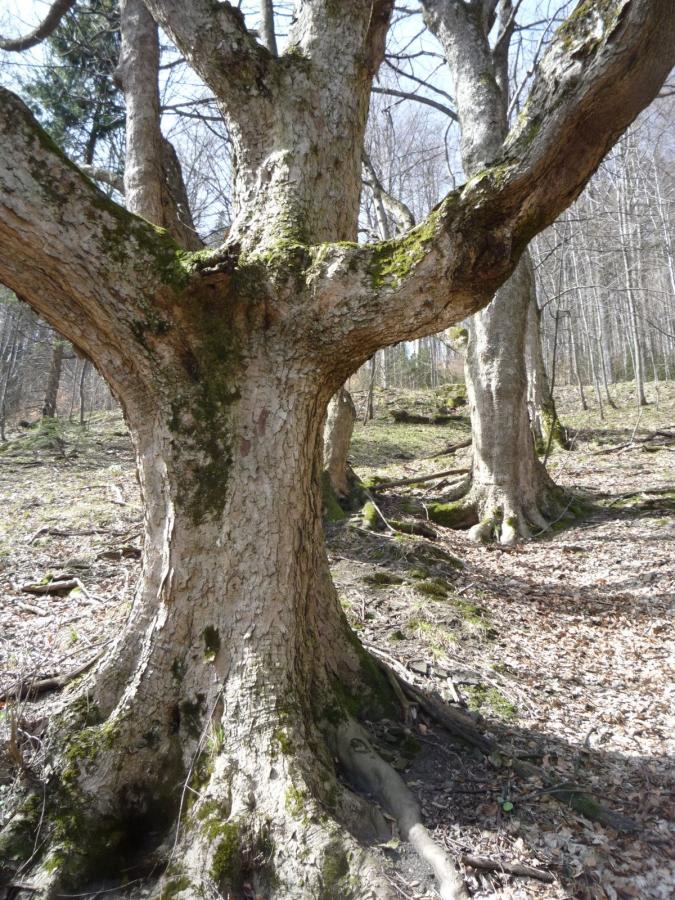 Ropice
