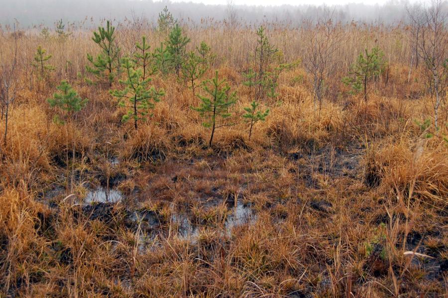 Jestřebské slatiny