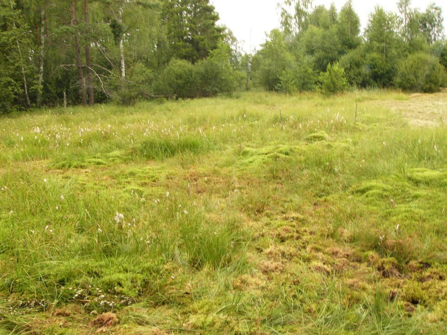 Hojkovské rašeliniště