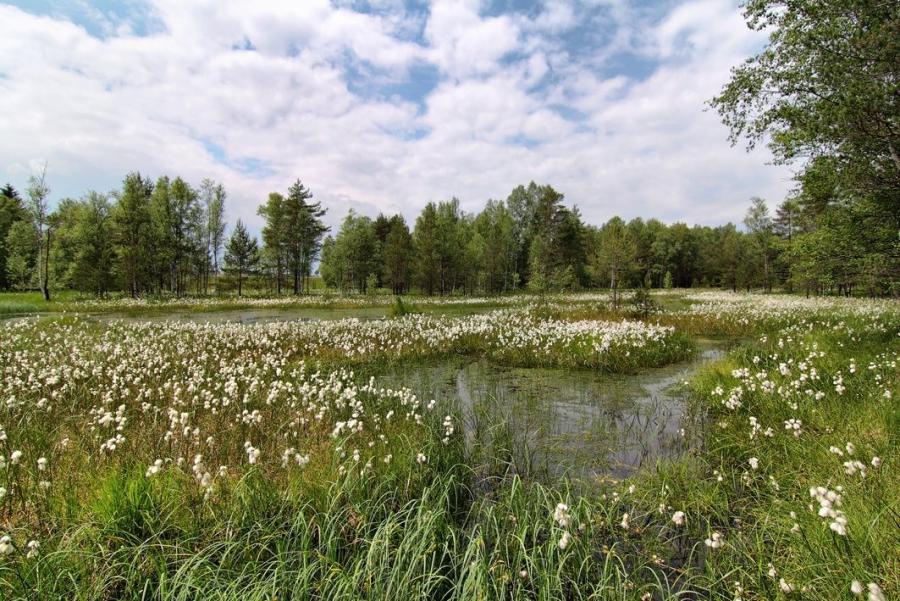 Radostínské rašeliniště