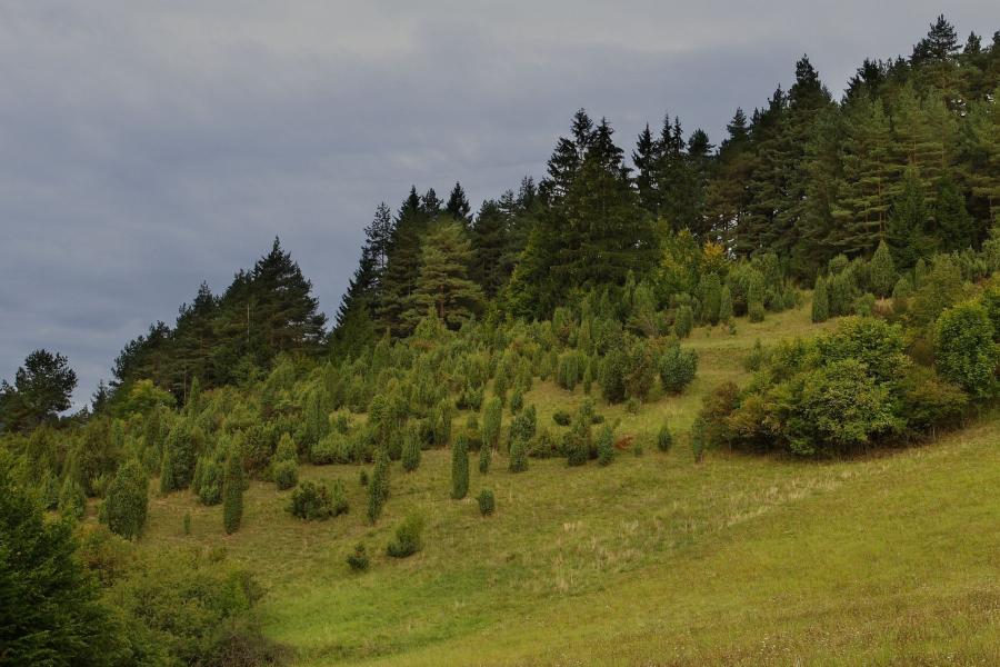 Švařec
