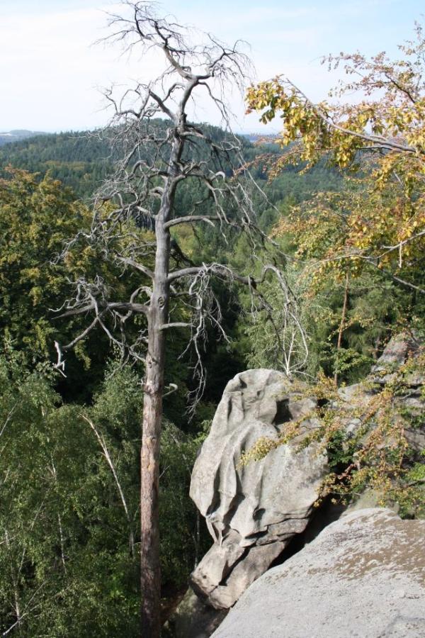 Venušiny misky