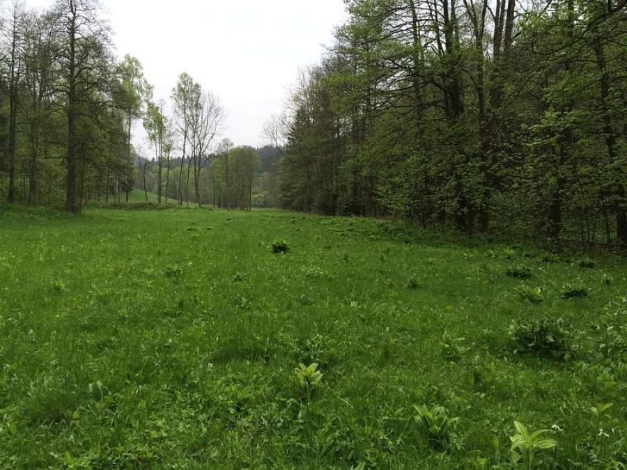 Neratovské louky