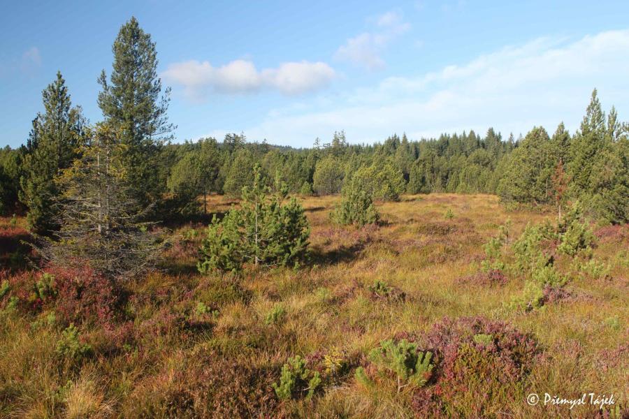 Kladské rašeliny