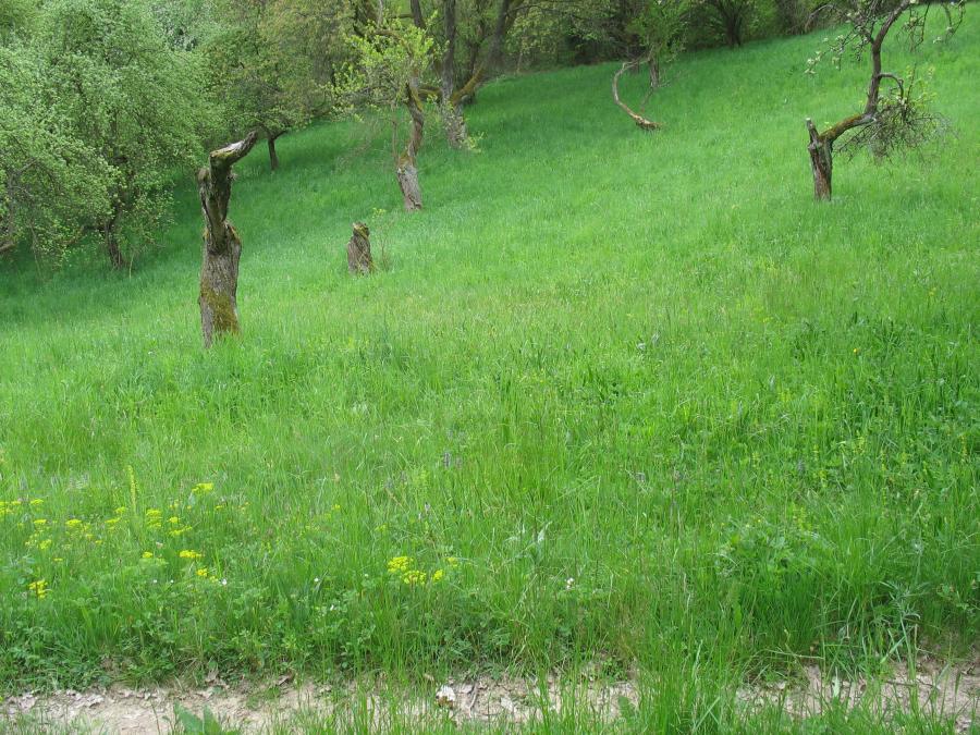 Babiččino údolí - Rýzmburk