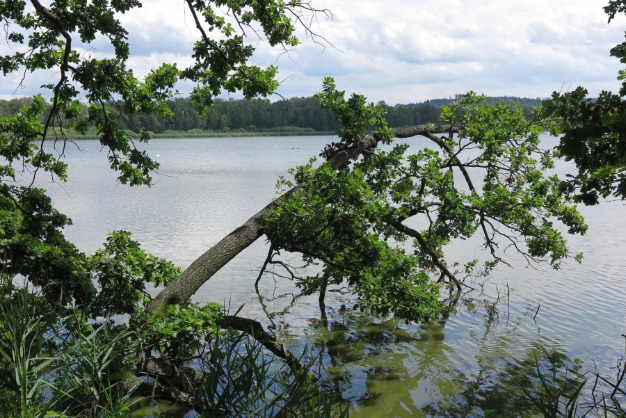 Řežabinec