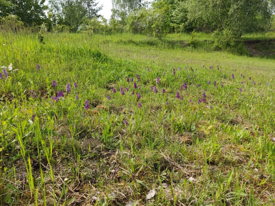 Mašovická střelnice