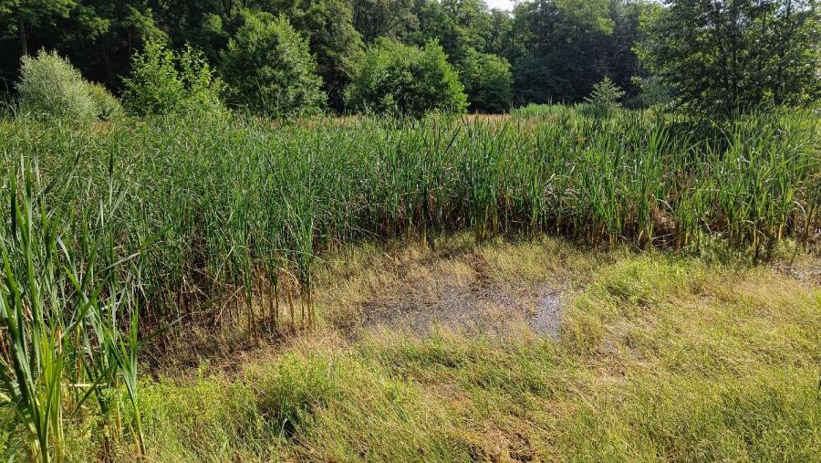 Citonice - rybník Skalka