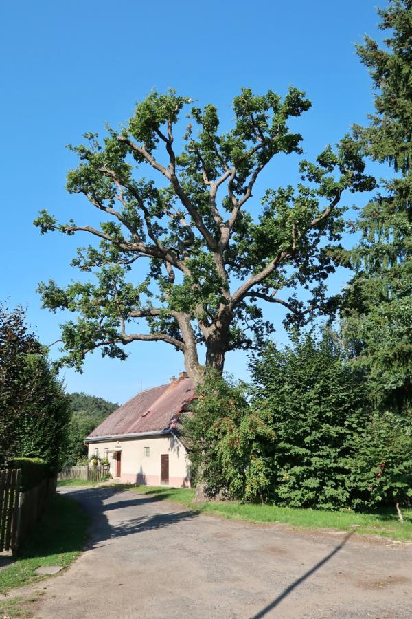 Dub v obci Branžež