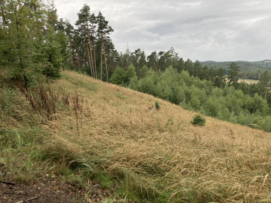 Hrdlička - Žďánská hora