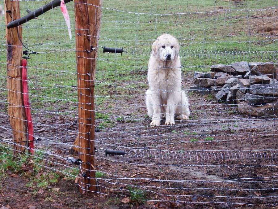 Pořízení psa pasteveckého plemene