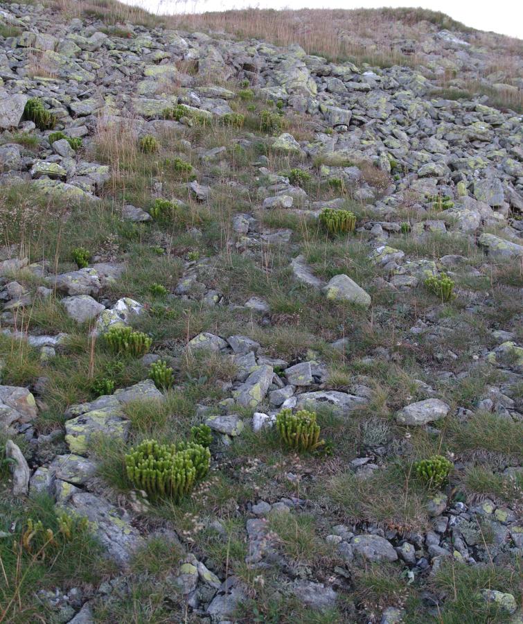 Vyfoukávané alpínské trávníky