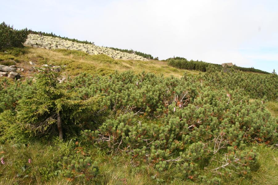 Křoviny s borovicí klečí (<i>Pinus mugo</i>) a pěnišníkem <i>Rhododendron hirsutum</i> (<i>Mugo-Rhododendretum hirsuti</i>)