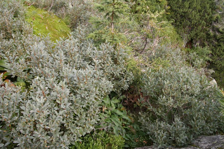 Subalpínské křoviny s vrbou laponskou (Salix lapponum)