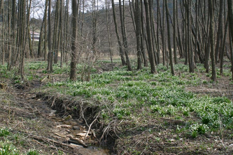 Údolní jasanovo-olšové luhy