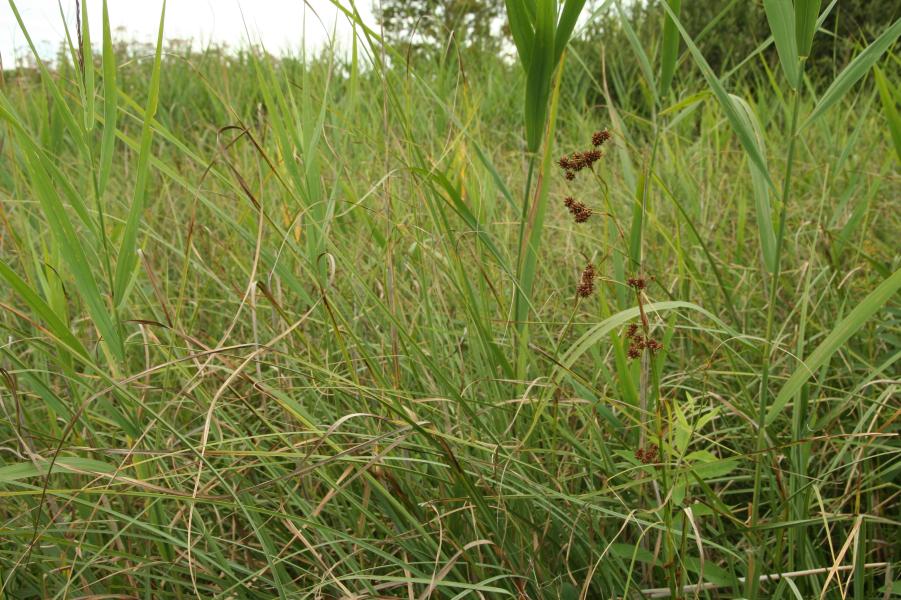 Vápnitá slatiniště s mařicí pilovitou (<i>Cladium mariscus</i>) a druhy svazu <i>Caricion davallianae</i>