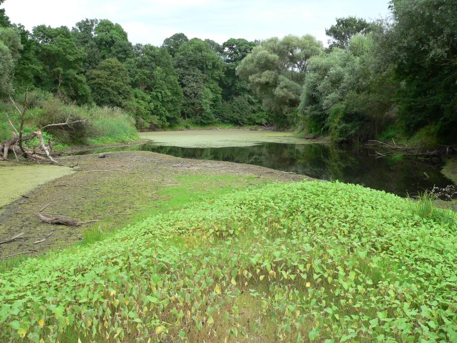 Bahnité břehy řek s vegetací svazů <i>Chenopodion rubri</i> p. p. a <i>Bidention</i> p. p.