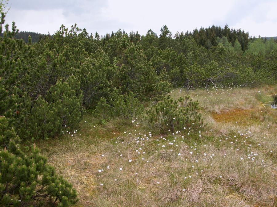 Vrchoviště s klečí (Pinus mugo)