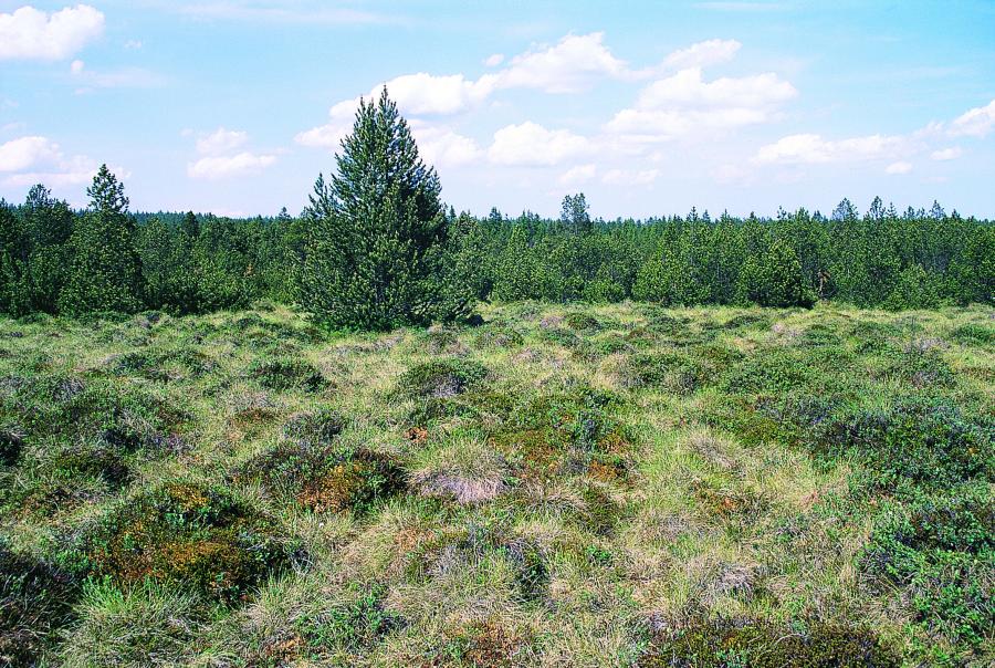 Otevřená vrchoviště