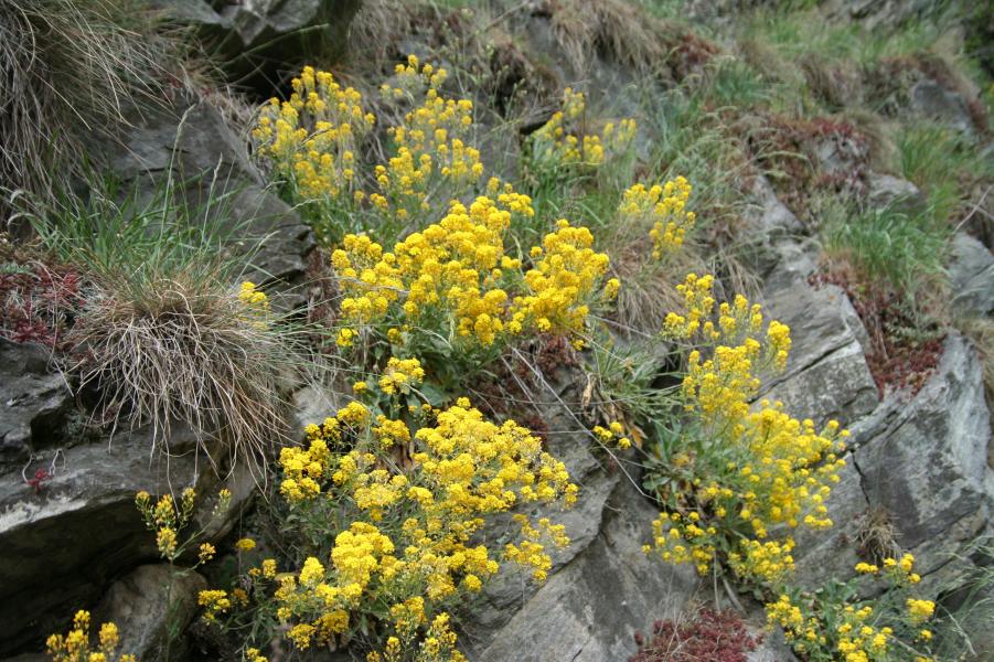 Panonské skalní trávníky (<i>Stipo-Festucetalia pallentis</i>)