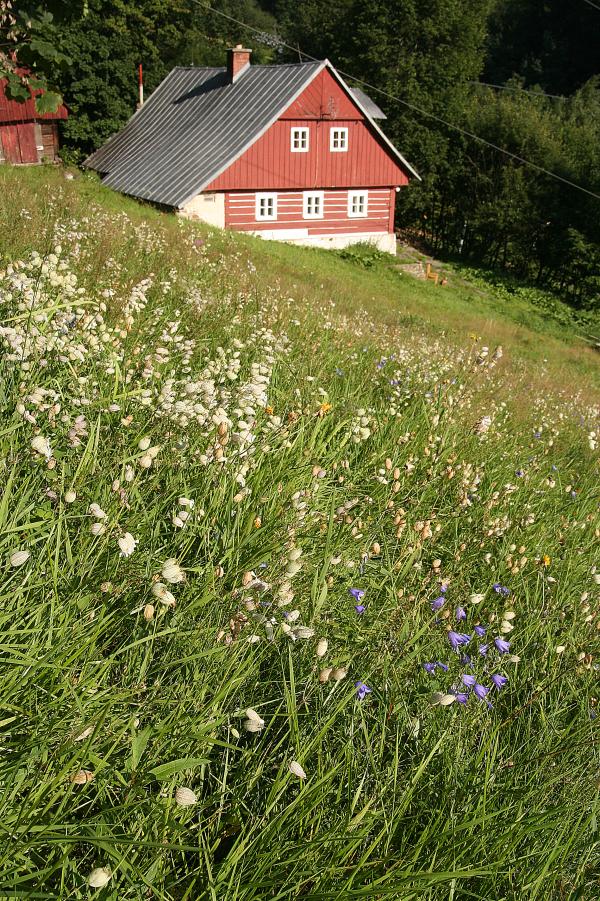 Horské smilkové trávníky s alpínskými druhy