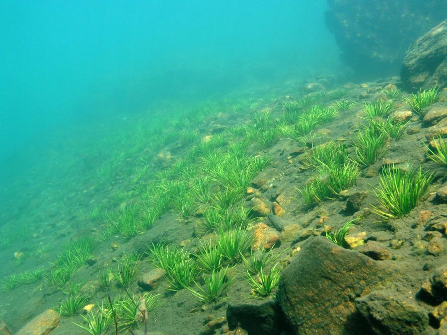 Oligotrofní až mezotrofní stojaté vody nížinného až subalpínského stupně kontinentální a alpínské oblasti a horských poloh jiných oblastí, s vegetací tříd <i>Littorelletea uniflorae</i> nebo <i>Isoëto-Nanojuncetea</i>