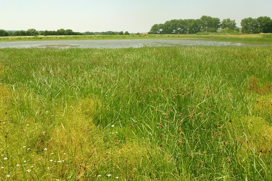 Slanomilné rákosiny a ostřicové porosty