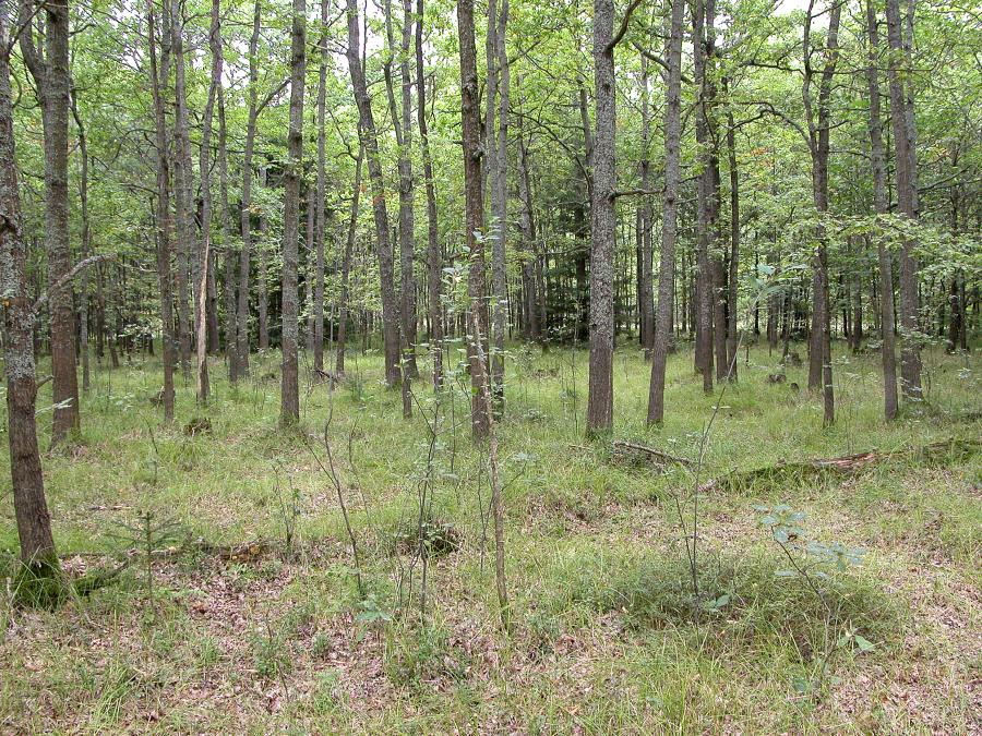Staré acidofilní doubravy s dubem letním (<i>Quercus robur</i>) na písčitých pláních