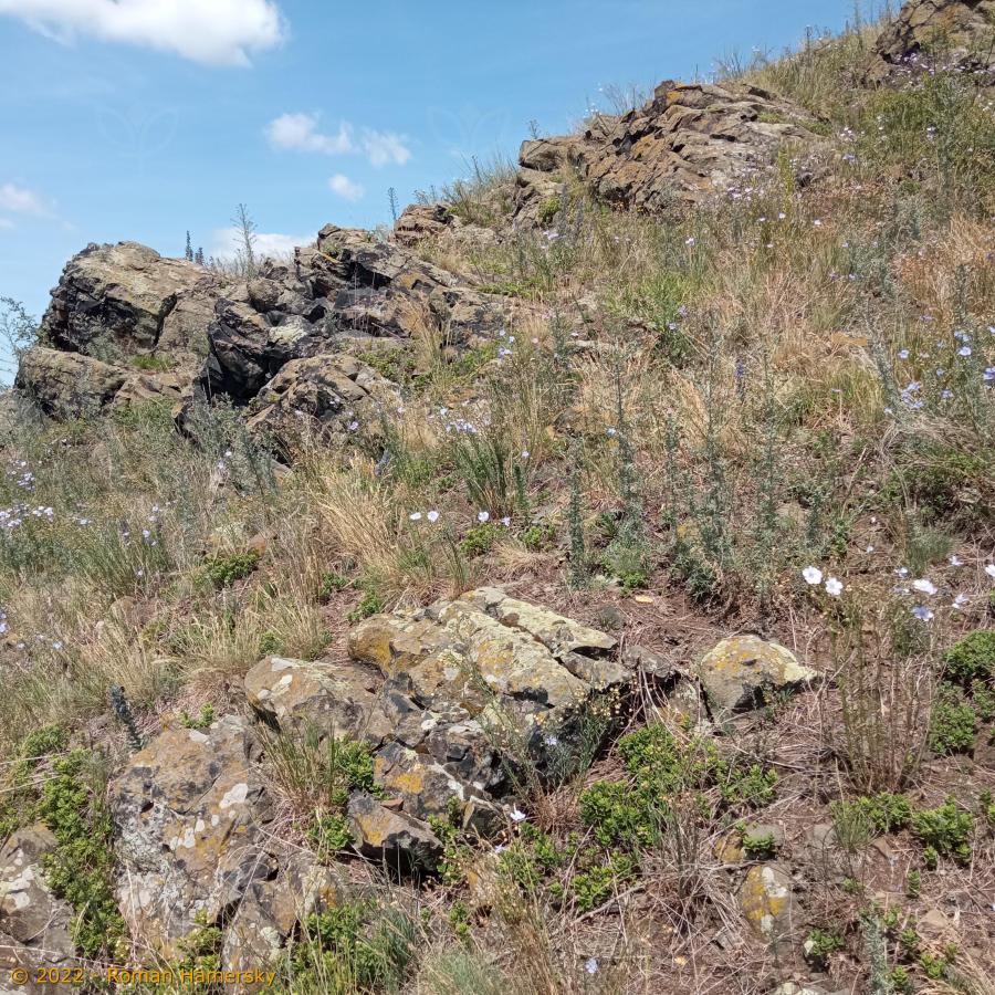 Nízké xerofilní křoviny, primární porosty na skalách s druhy rodu Cotoneaster