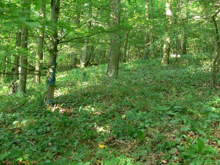 Panonsko-karpatské dubohabřiny