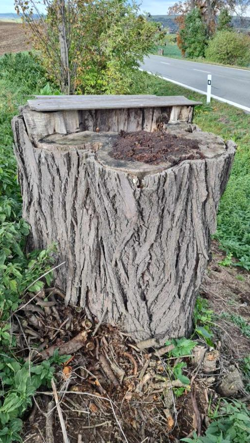 Vybudování broukoviště