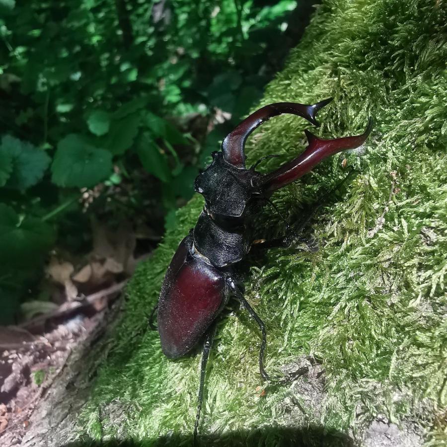 Inventarizační průzkum