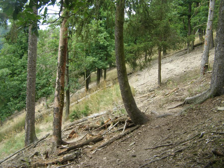 Chlumská stráň