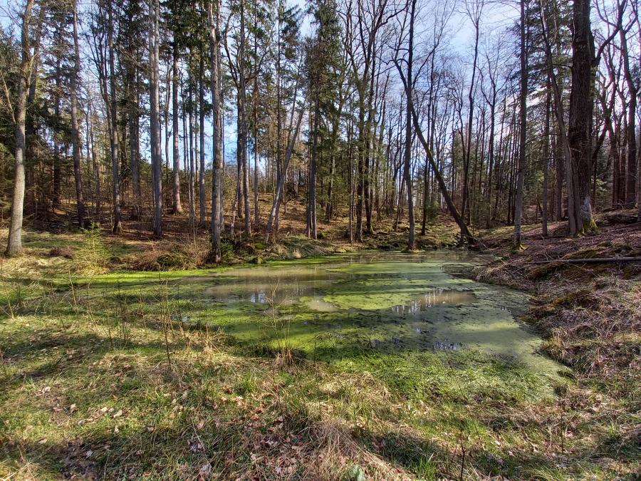 Stará Červená Voda - lesní komplex