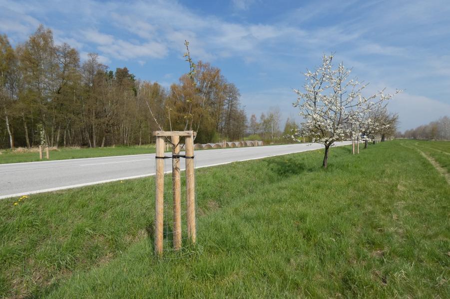 Výsadba listnatého stromu, ok 12-14 cm (alejový strom); s balem