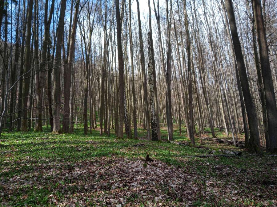 Rychnovský vrch