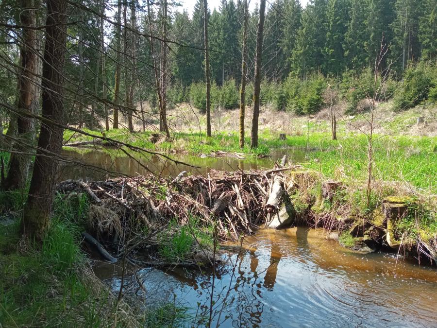 Radbuza - Nový Dvůr - Pila