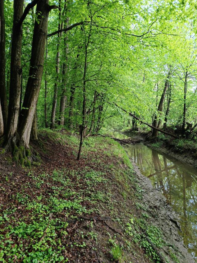 Choryňský mokřad