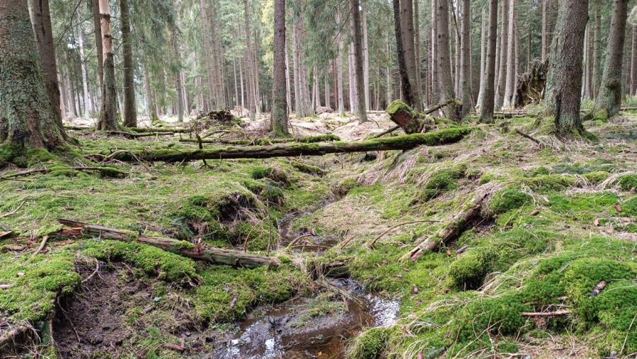 Kladské rašeliny