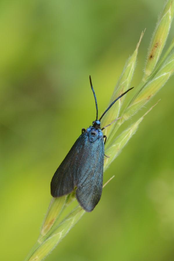 zelenáček trnkový