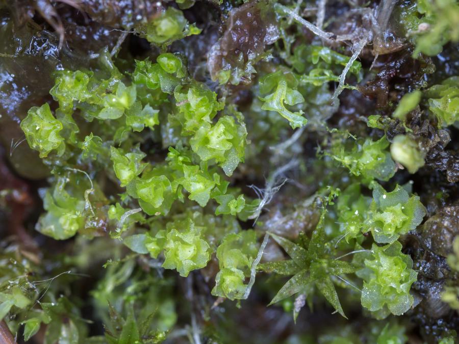 heterogema hlavatá