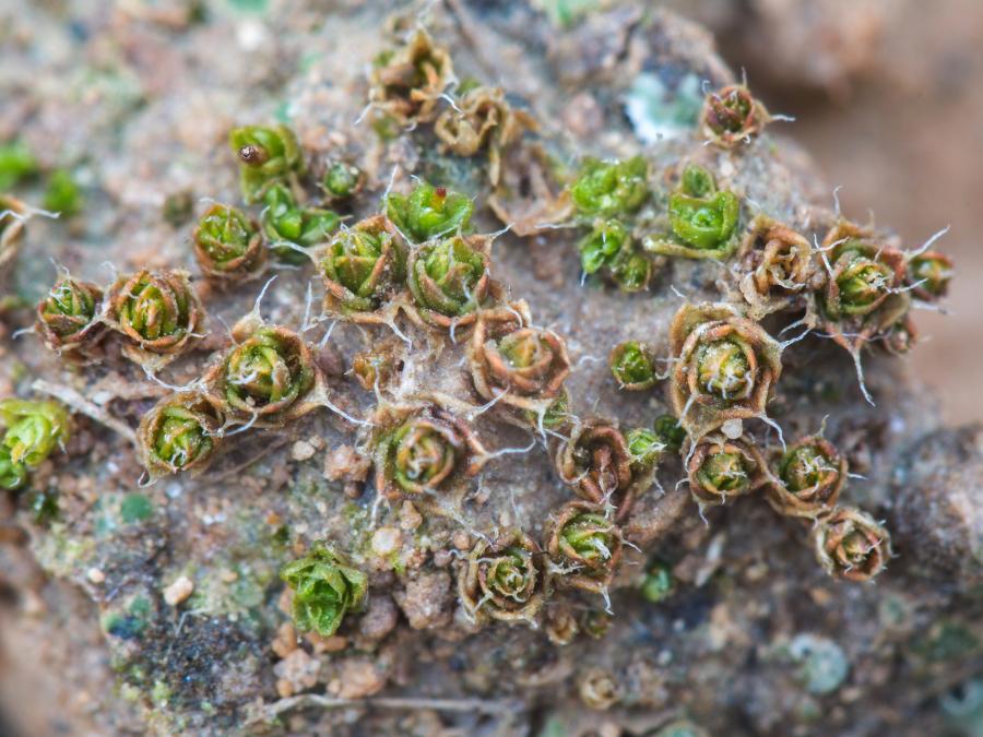 hilpertia Velenovského