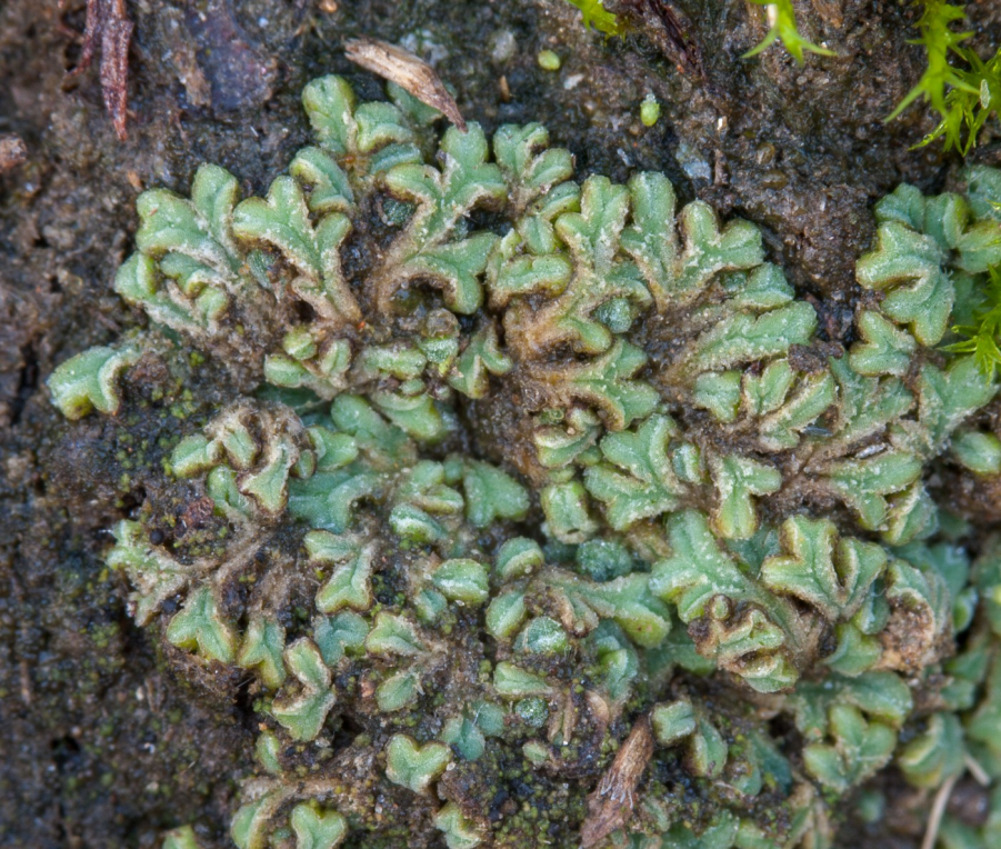 trhutka papilnatá
