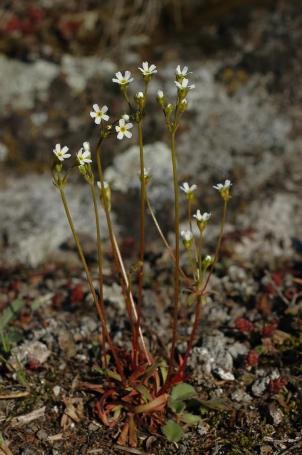 pochybek severní