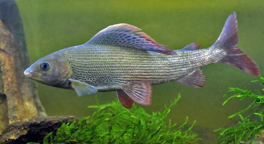 lipan podhorní