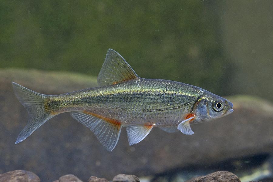 ouklejka pruhovaná