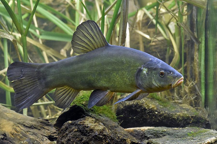 lín obecný